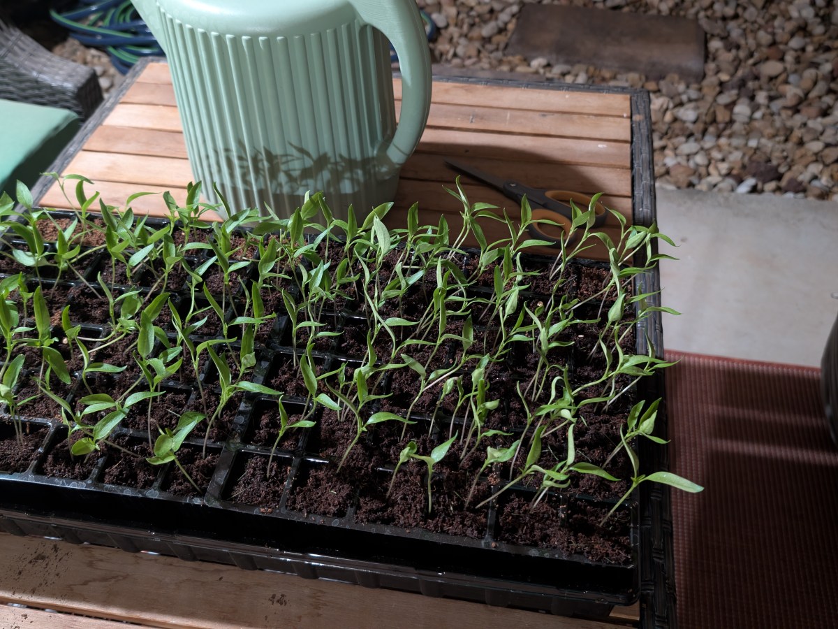 From One Bell Pepper to a&nbsp;Garden