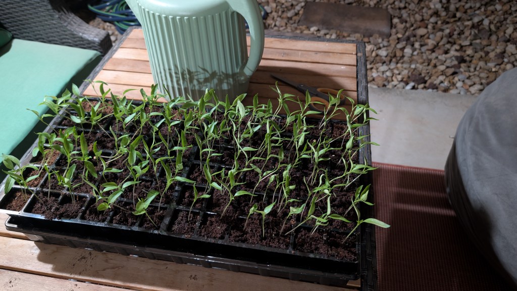 From One Bell Pepper to a&nbsp;Garden