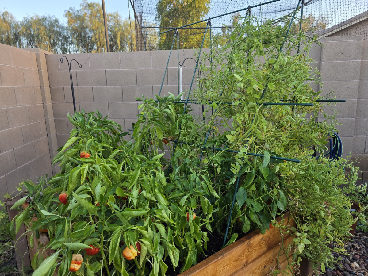 What I Learned My First Season Growing&nbsp;Things