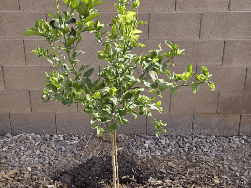 The Day My Tango Mandarin Turned Yellow (and What I Did to Save&nbsp;It)