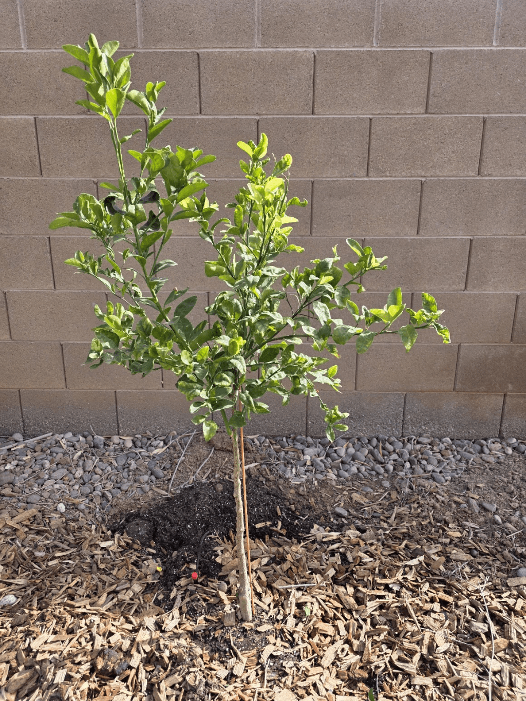 The Day My Tango Mandarin Turned Yellow (and What I Did to Save&nbsp;It)