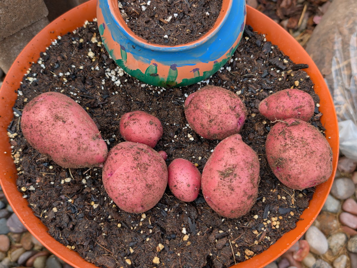 Second Breakfast: My First Attempt at Growing&nbsp;Potatoes
