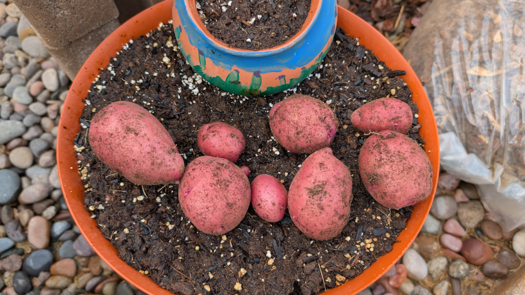 Second Breakfast: My First Attempt at Growing&nbsp;Potatoes